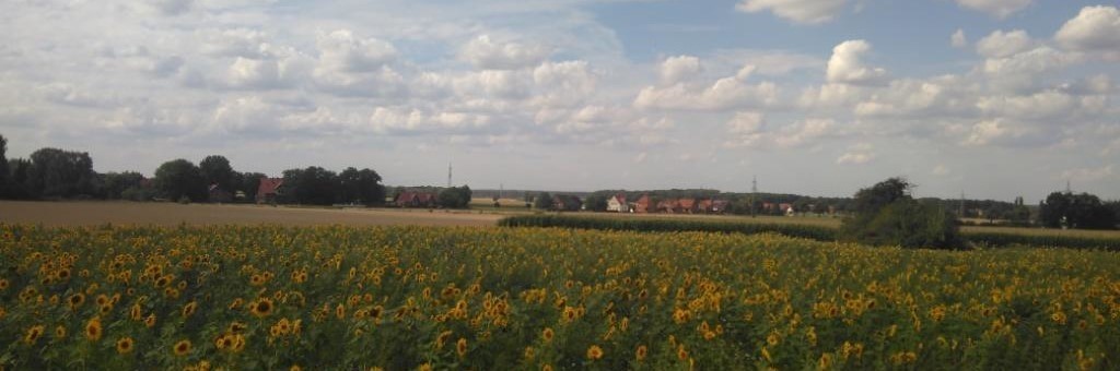 Feld mit Sonnenblumen und Kummerhaufen - Blick vom Osterholzfelde nach Westen im August