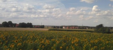Feld mit Sonnenblumen und Kummerhaufen - Blick vom Osterholzfelde nach Westen im August